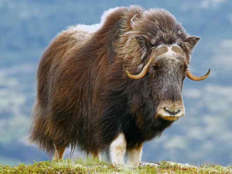 musk ox - mammals with detailed facts including diet, lifespan, weight and habitat information